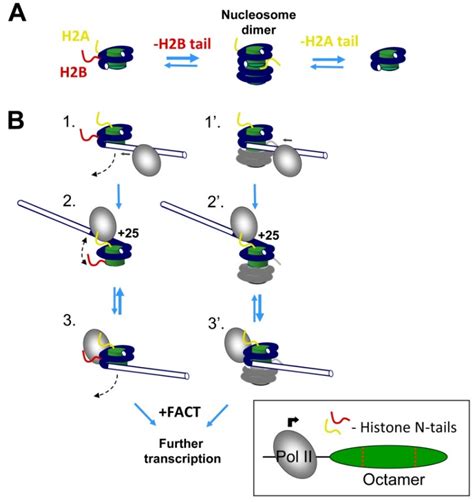 h2a vs h2b.